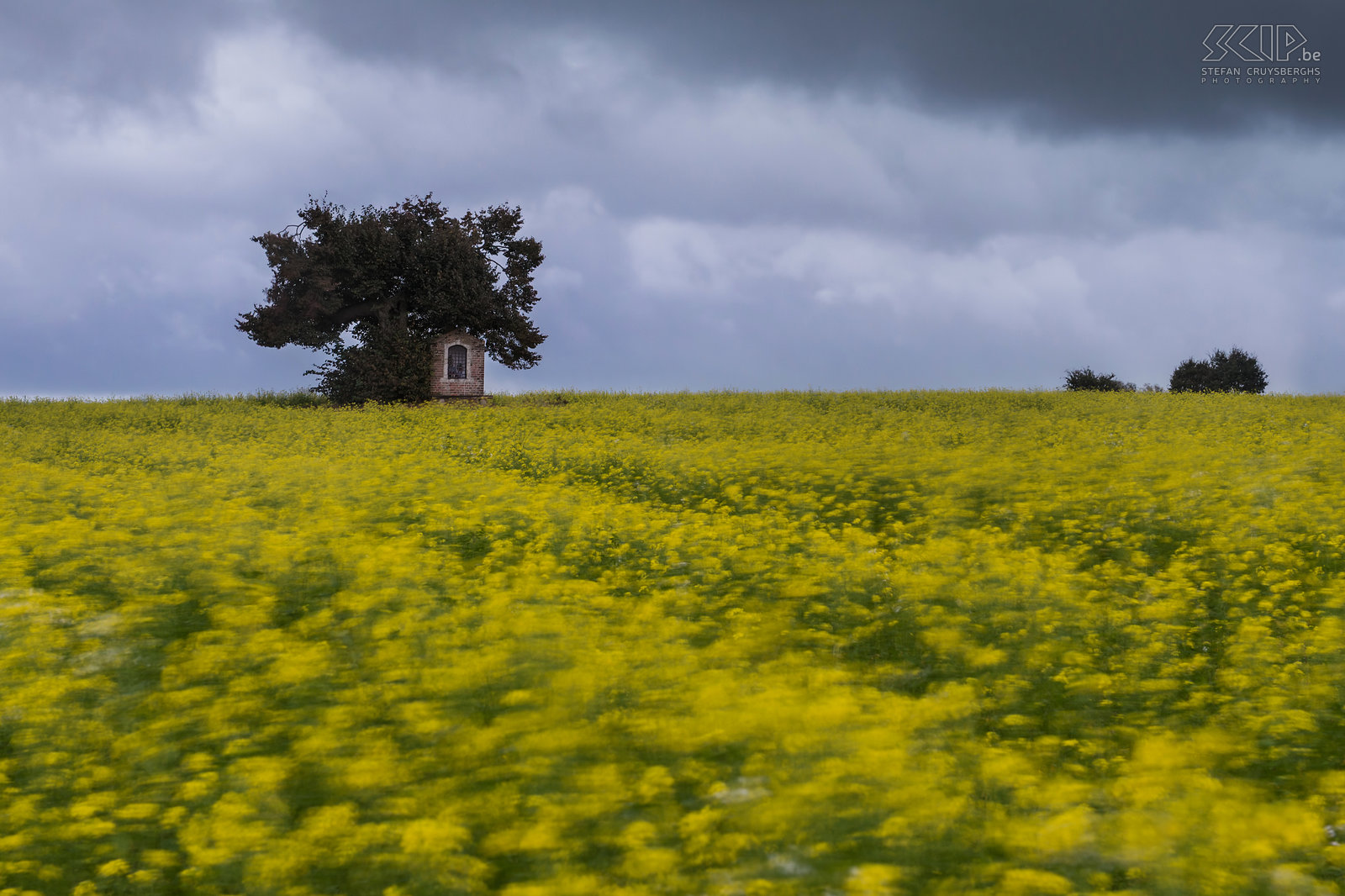 Sint-Pieters-Rode - Chapel with rapeseed and looming clouds Looming clouds and the blooming rapeseed field at the small Saint Joseph's chapel in Sint-Pieters-Rode. Stefan Cruysberghs